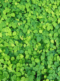 Full frame shot of leaves on field