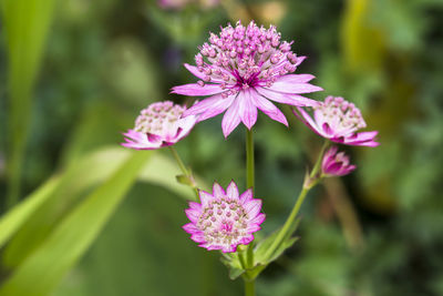 Close-up of pink flowers blooming outdoors