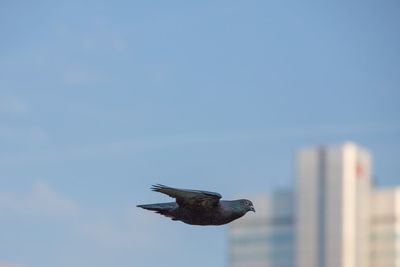 Low angle view of seagull flying