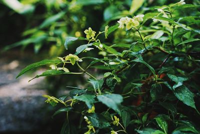 Close-up of fresh green plant