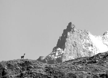 Black and white photo of guanaco / llama with mountain in patagonia
