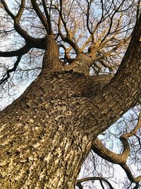 Low angle view of bare tree against sky