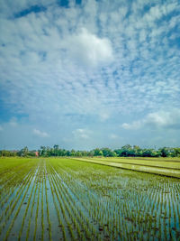 Scenic view of agricultural field against sky