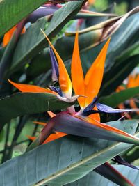 Close-up of orange flower on plant