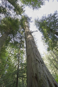 Low angle view of trees in forest against sky