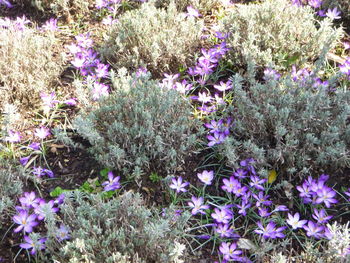 Close-up of purple flowers blooming in field