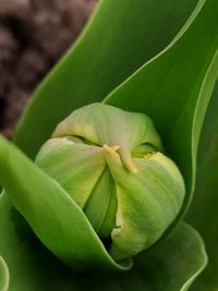 Close-up of succulent plant