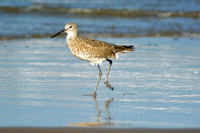 Seagull perching on a beach