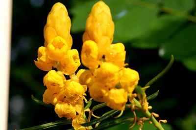 Close-up of yellow flower