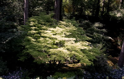 High angle view of trees in forest