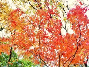 Low angle view of autumn trees