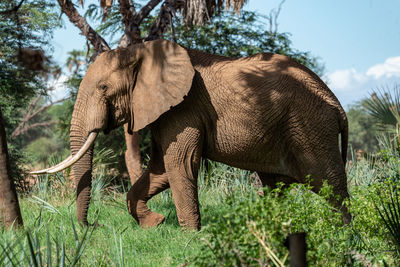 Side view of elephant on field