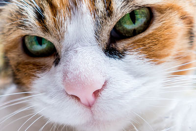 Close-up portrait of cat