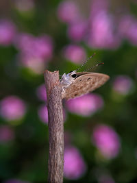 A small butterfly on a stick and colourful pink background