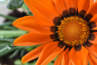 Close-up of orange flower