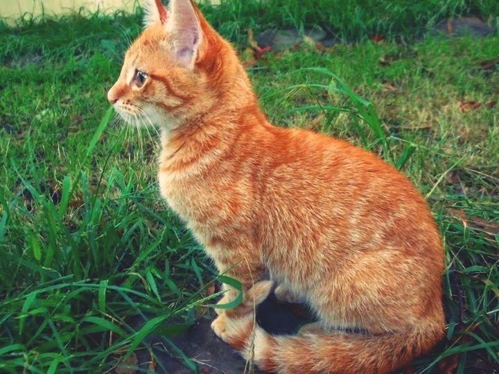 animal themes, one animal, mammal, grass, domestic animals, pets, domestic cat, feline, cat, field, whisker, brown, grassy, looking away, nature, close-up, no people, outdoors, day, relaxation