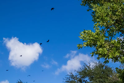 Low angle view of birds flying in sky