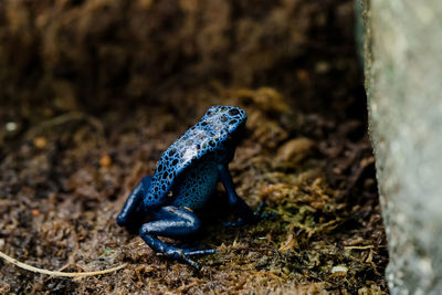 High angle view of a lizard on rock
