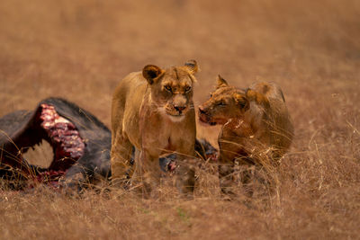 Lioness sitting on field