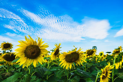 Close-up of sunflower on field against sky