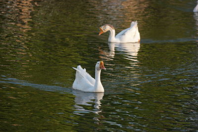 Swan swimming in lake