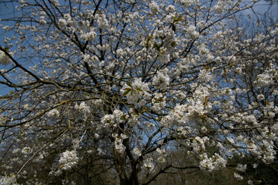 Low angle view of cherry blossom tree