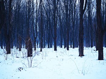 Trees in forest during winter