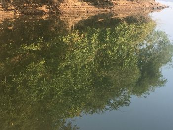 Reflection of trees in lake