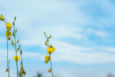 Low angle view of yellow flowering plant against sky