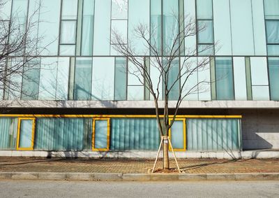 Bare tree by building in city