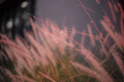 Close-up of crops on field