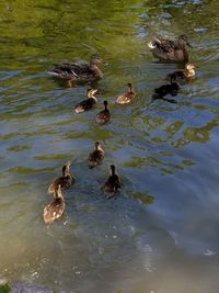 High angle view of ducks swimming in lake