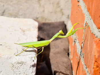 Close-up of insect on wall