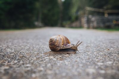 Close-up of snail on road