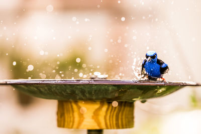 Close-up of bird perching on wood