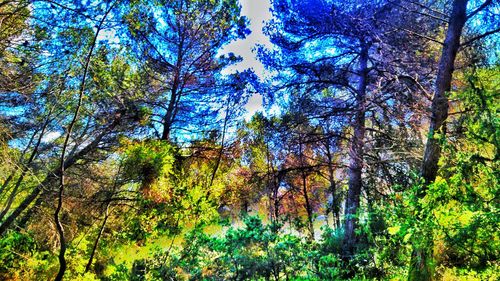 Low angle view of trees in forest