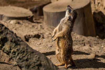 Side view of meerkat standing on field