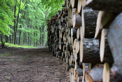 Row of trees in row