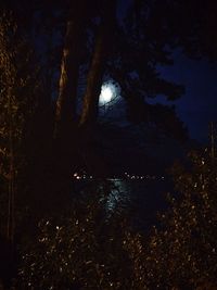 Reflection of trees in lake