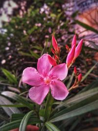 Close-up of pink flowers blooming outdoors