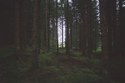 Trees in forest