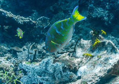 Fish swimming in sea