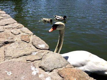 Swan swimming on lake