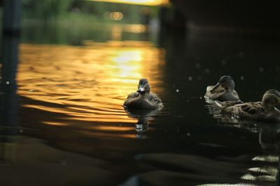 Close-up of duck swimming in lake