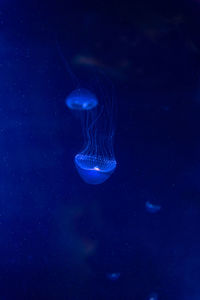 Close-up of jellyfish swimming in sea