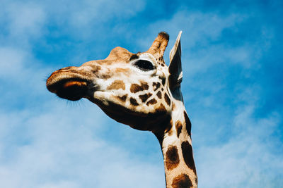 Low angle view of giraffe against sky