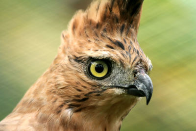 Close-up of a bird looking away