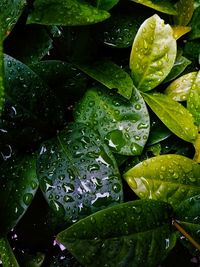 High angle view of raindrops on leaves