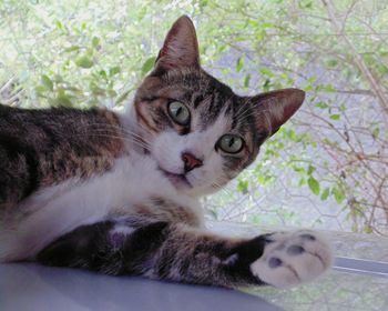 Close-up portrait of a cat