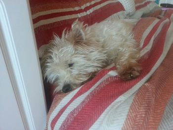 Dog resting on floor